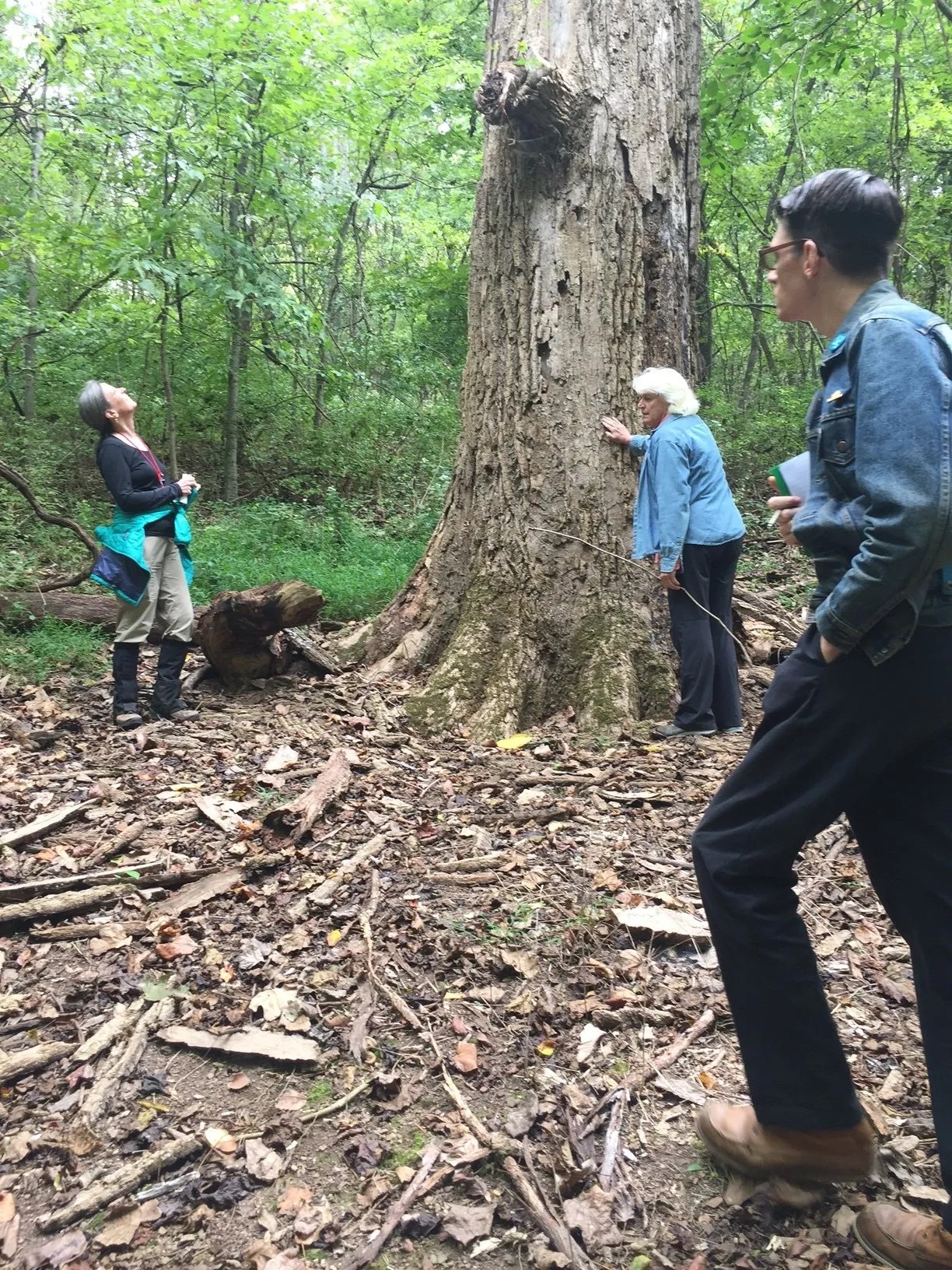 Naturalist Workshop: Into the Trees splash image